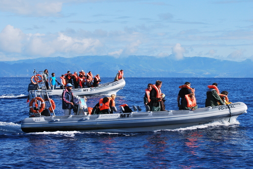 Swimming with dolphins (1)   Credit Futurismo Azores Adventure