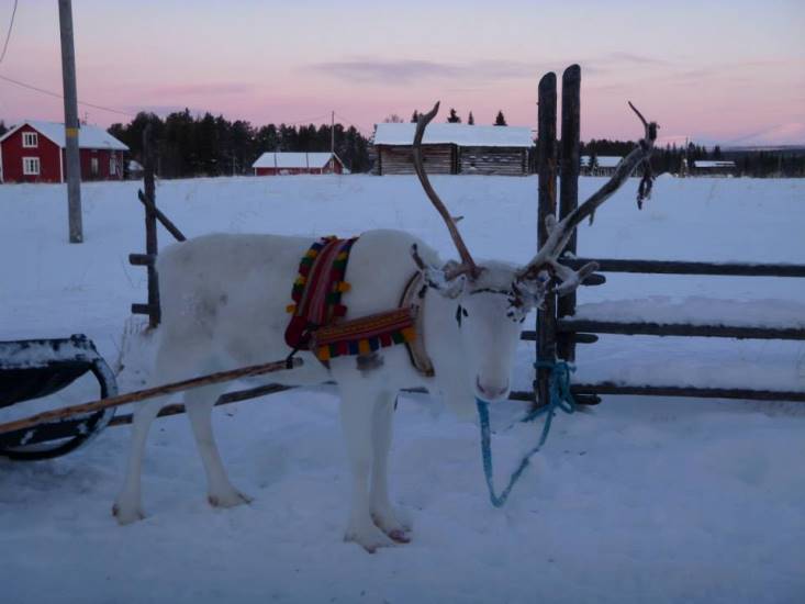 reindeer