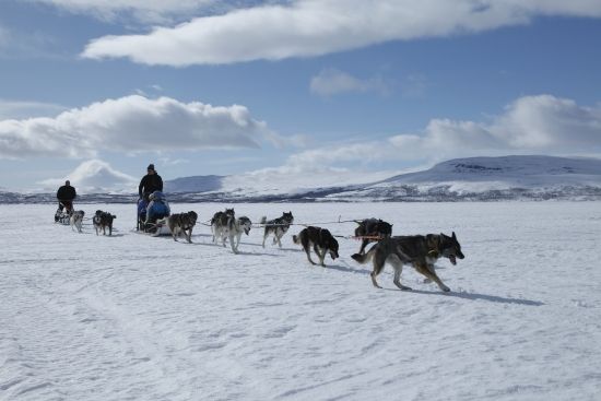 Husky Safari