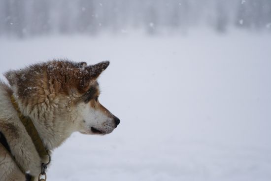 Husky in the snow. Credit Antti Pietikainen