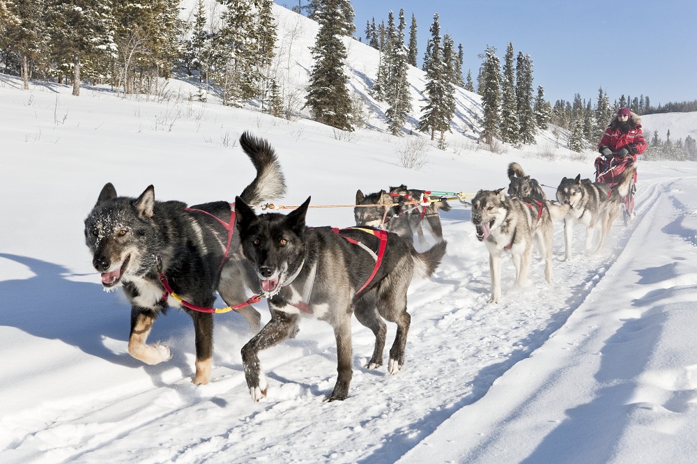 Dog sledding Credit Arctic Range Adventure Ltd