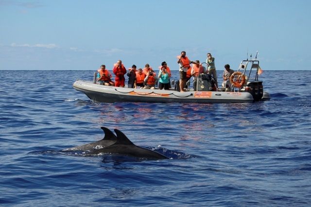 Dolphin watching Credit Rota dos Cetaceos