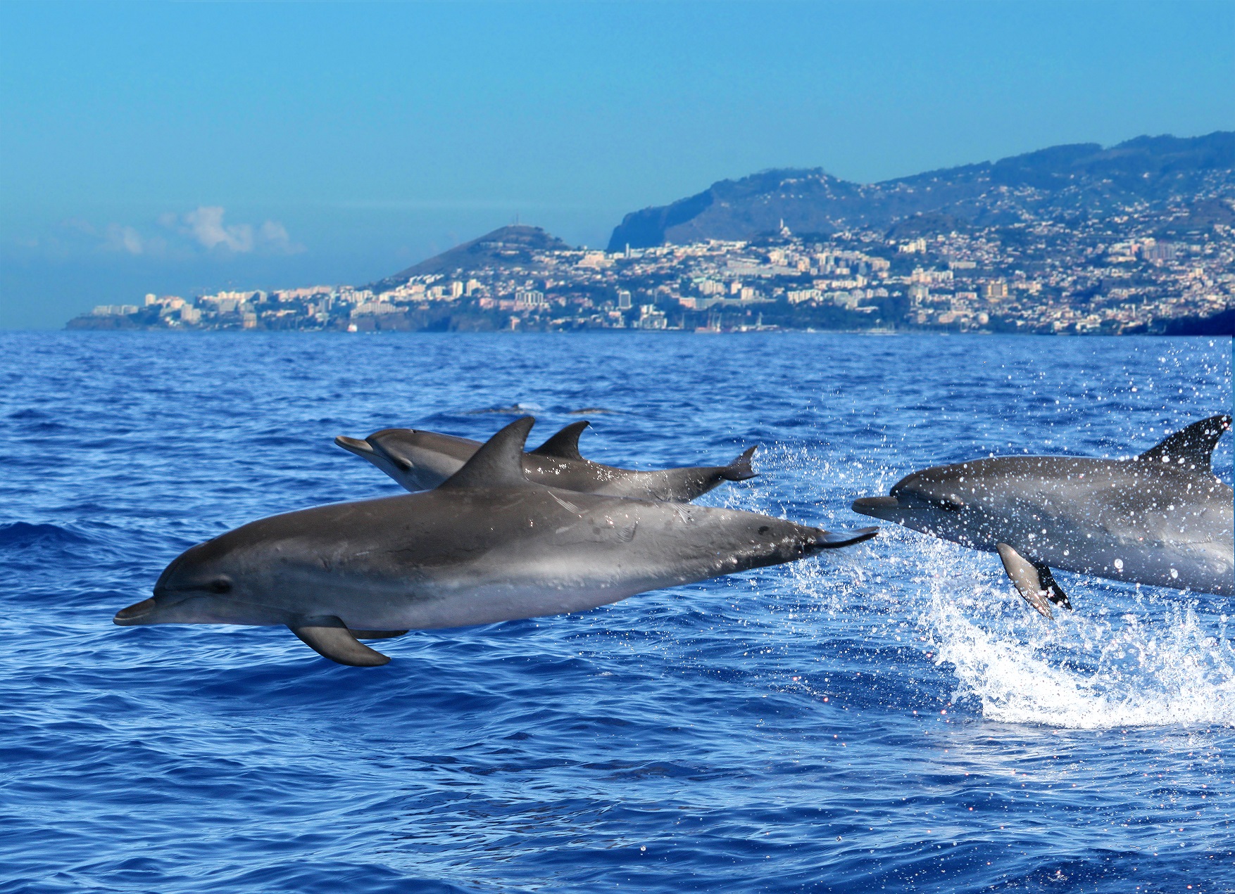 Dolphins Credit Madeira Promotion Bureau 1