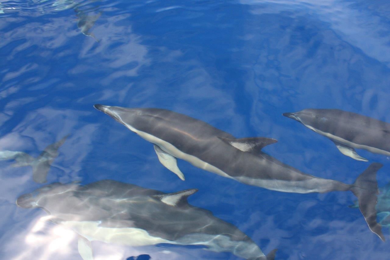 Dolphins credit Futurismo Azores Adventures