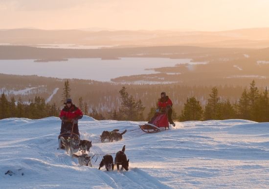 Harriniva Dog sledding with sunset 