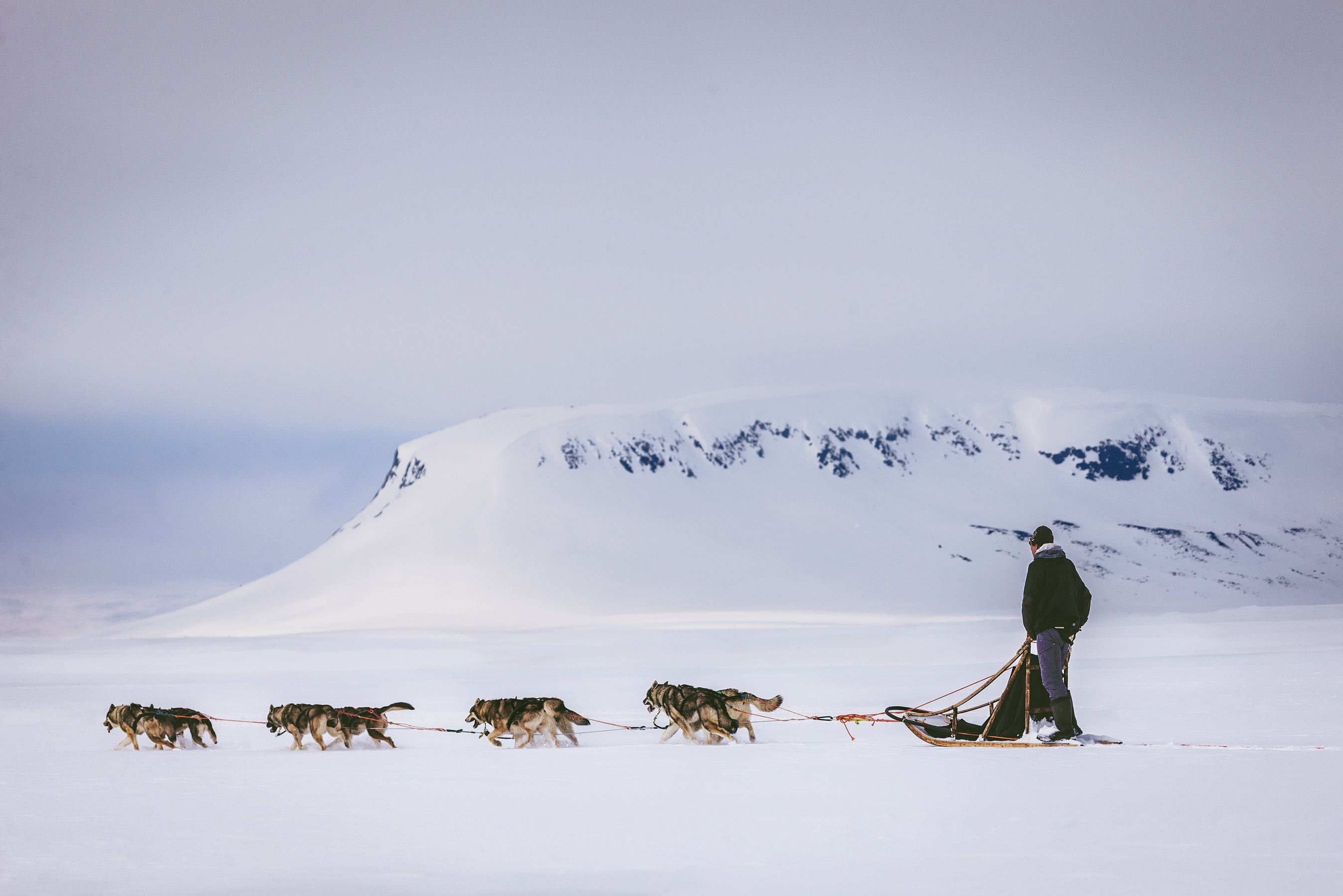 Harriniva Hotels Safaris Huskies 18