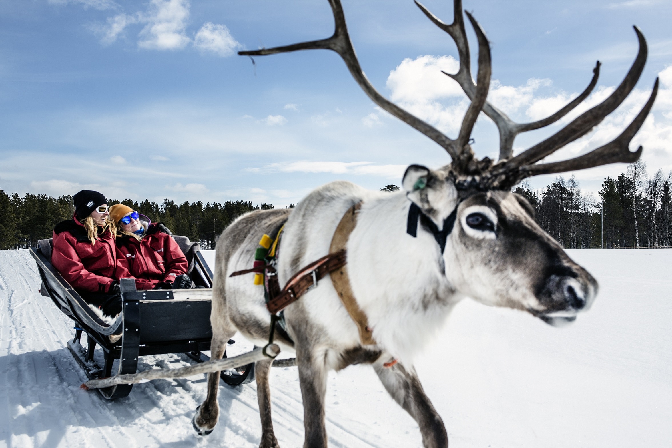 Harriniva Hotels Safaris Reindeer 10