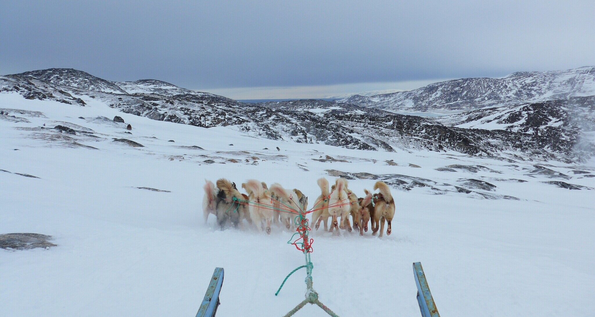 Ilulissat dog sledding