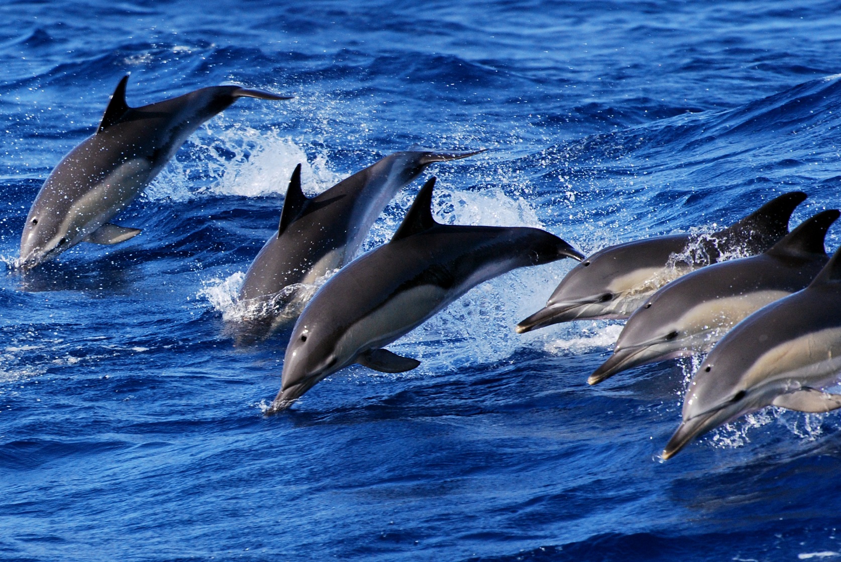 Swimming with dolphins Credit Futurismo Azores Adventure