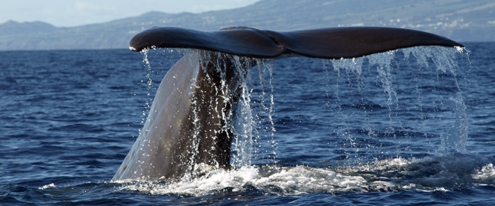 Whale 2 Azores Credit Futurismo Azores Adventure