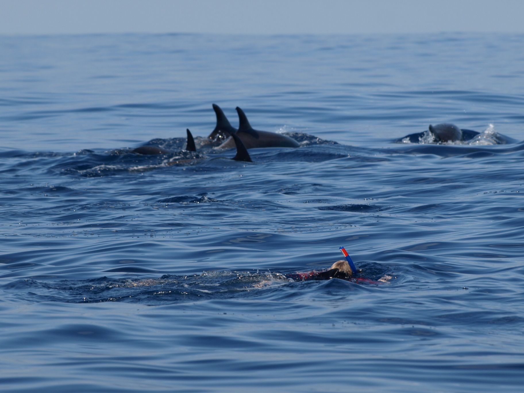 dolphin snorkelling 2 credit Futurismo Azores Adventure 2