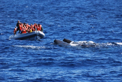 Whale Watching In The Azores Islands