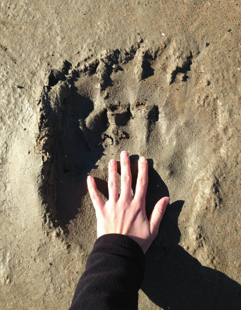 polar bear hand