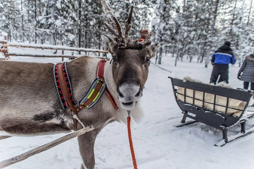 reindeer