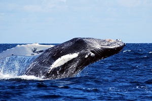 whale watching4 Credit Futurismo Azores Adventure